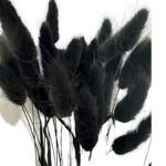 Dry black Lagurus