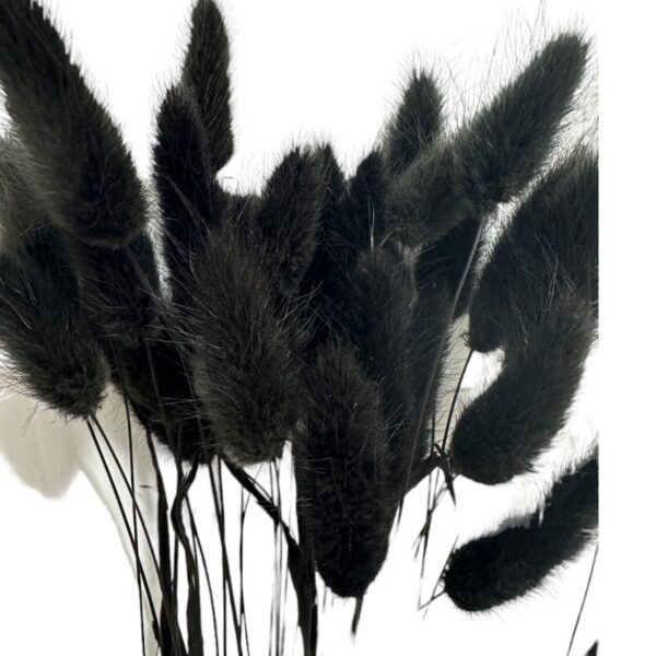 Dry black Lagurus