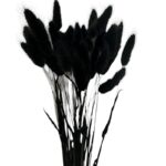 Dry black Lagurus - Image 2