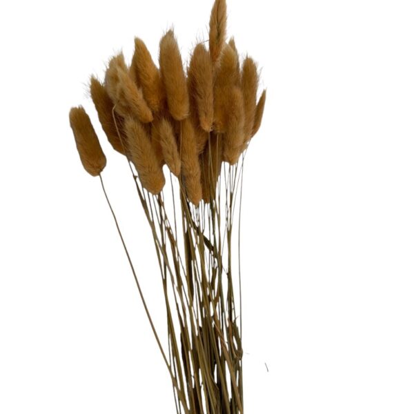 Dry light brown Lagurus - Image 2