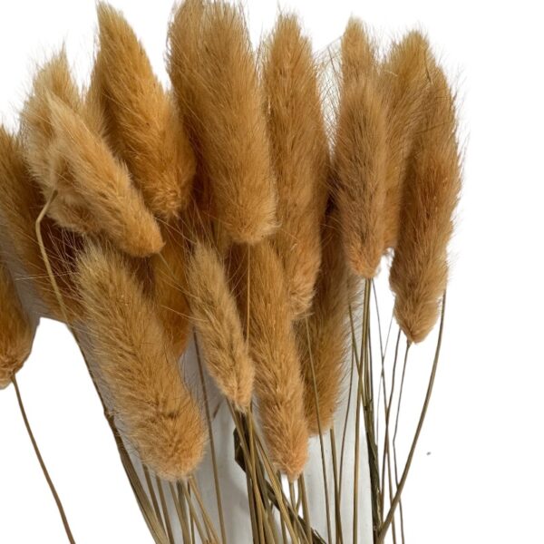 Dry light brown Lagurus
