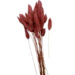 Dry dark mauve Lagurus - Image 2