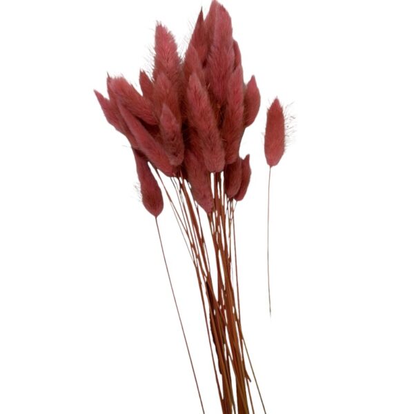 Dry dark mauve Lagurus - Image 2