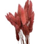Dry dark mauve Lagurus