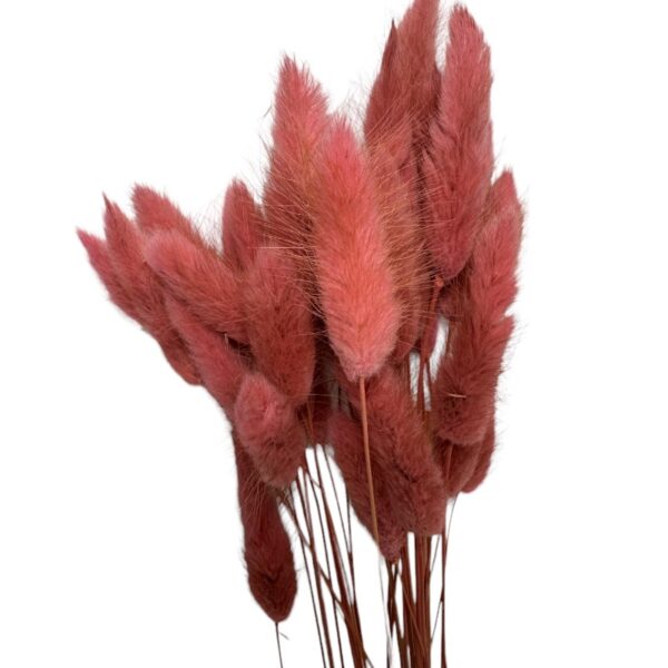 Dry dark mauve Lagurus