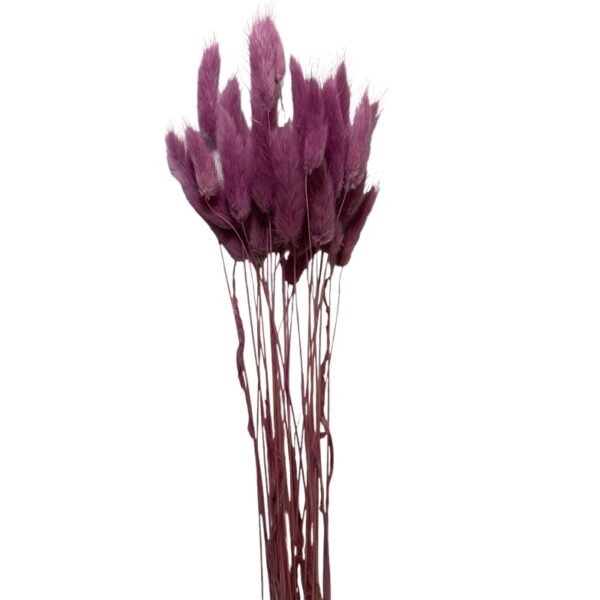 Dry mauve color Lagurus - Image 2