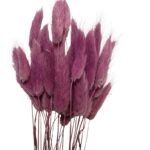Dry mauve color Lagurus