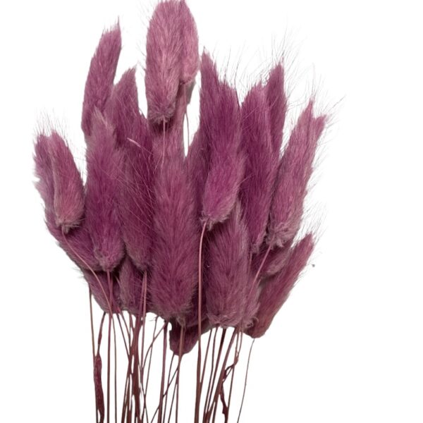 Dry mauve color Lagurus