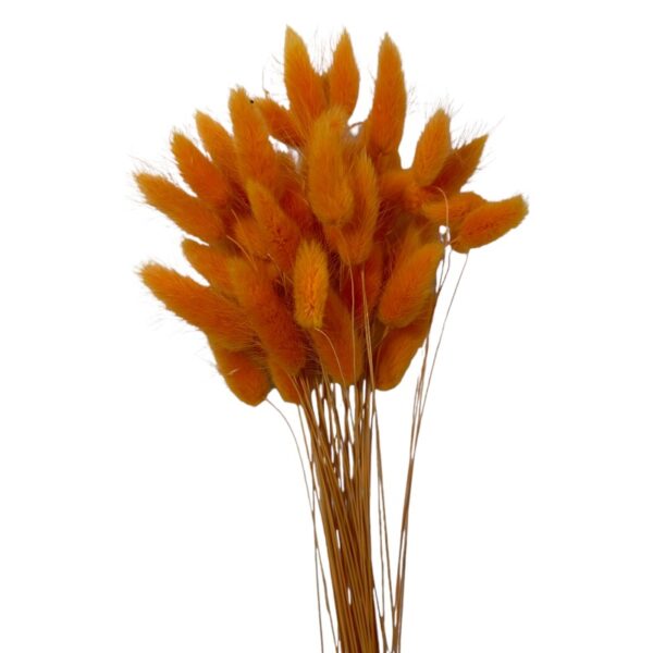 Dry orange Lagurus - Image 2