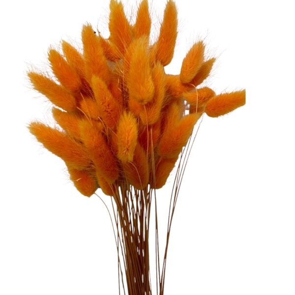 Dry orange Lagurus