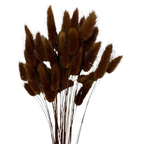 Dry brown Lagurus - Image 2