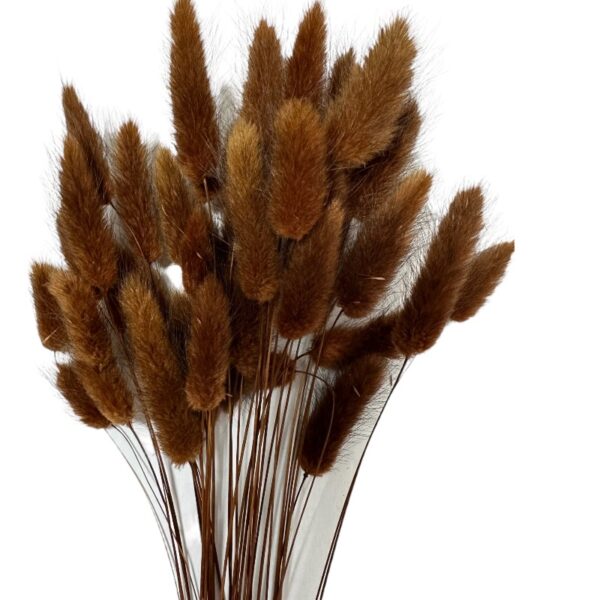 Dry brown Lagurus