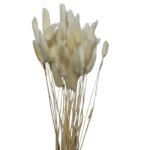 Dry white Lagurus - Image 2