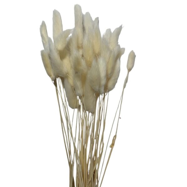 Dry white Lagurus - Image 2