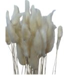 Dry white Lagurus