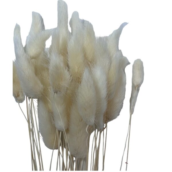 Dry white Lagurus