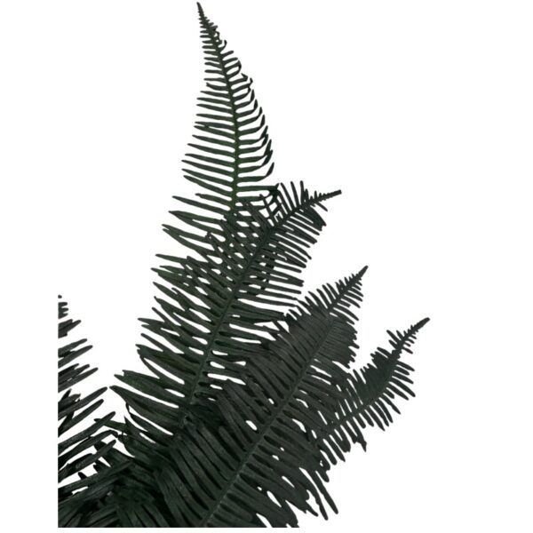 Preserved green Seagul fern - Image 3