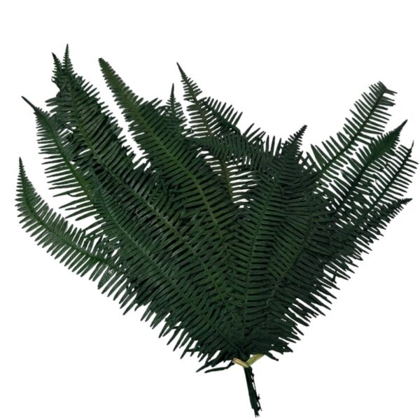 Preserved green Seagul fern