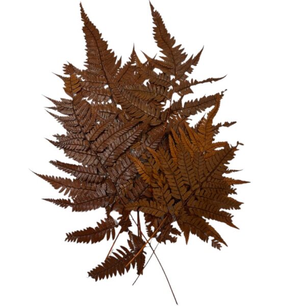 Preserved Cuero fern ochre color - Image 2
