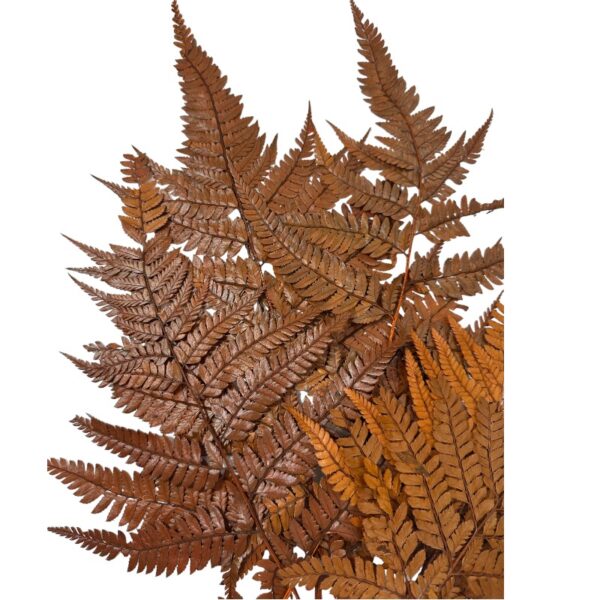 Preserved Cuero fern ochre color