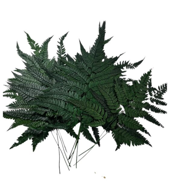 Preserved green Cuero fern - Image 2
