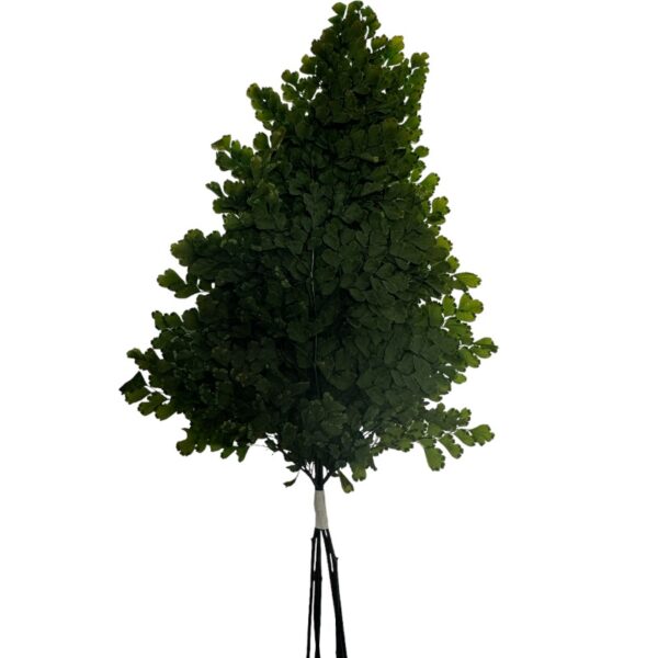 Preserved green Lutti fern - Image 2