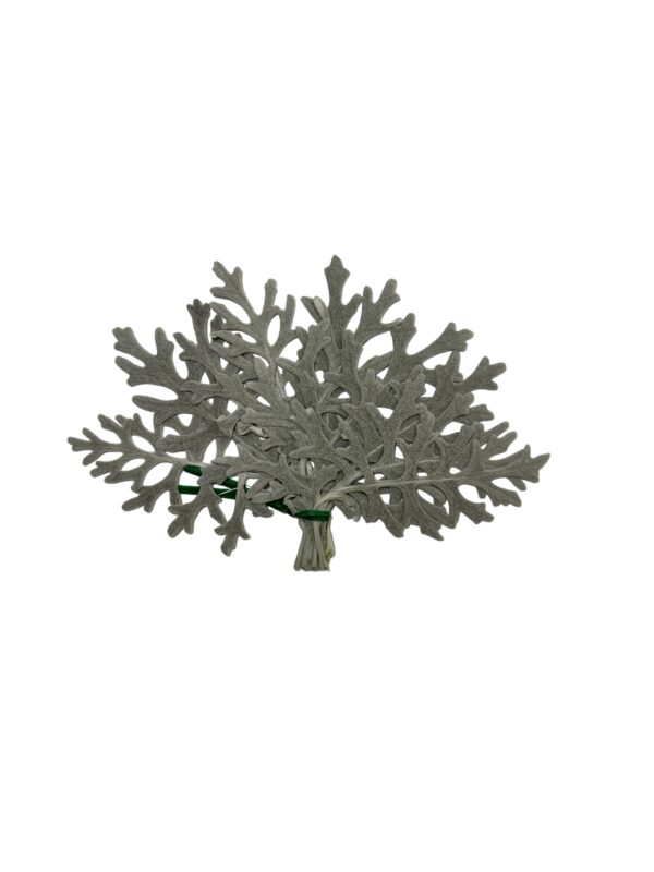 Preserved grey cineraria leaves. Verdissimo.