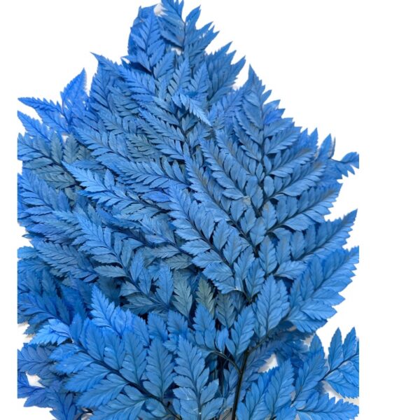 Preserved blue Cuero fern