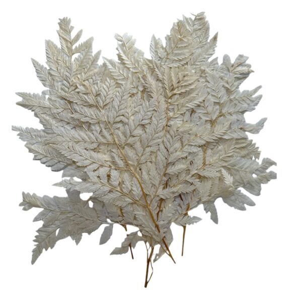 Preserved cream color Cuero fern