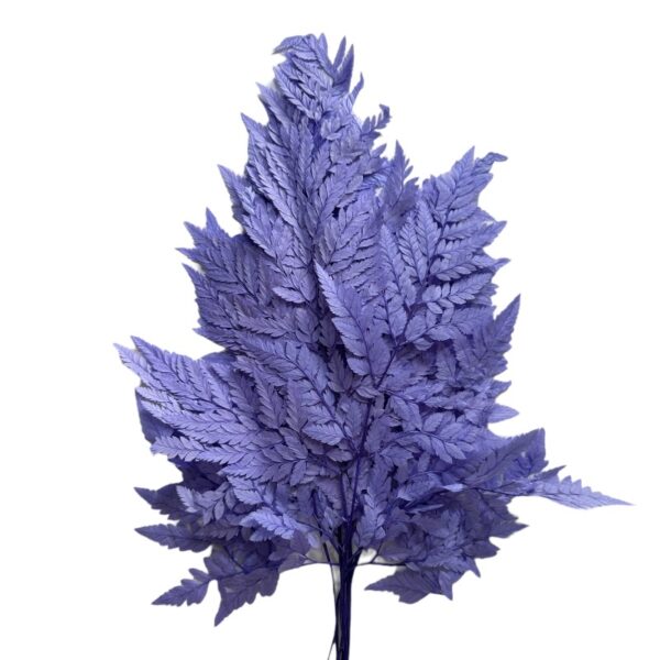 Preserved lilac Cuero fern - Image 2
