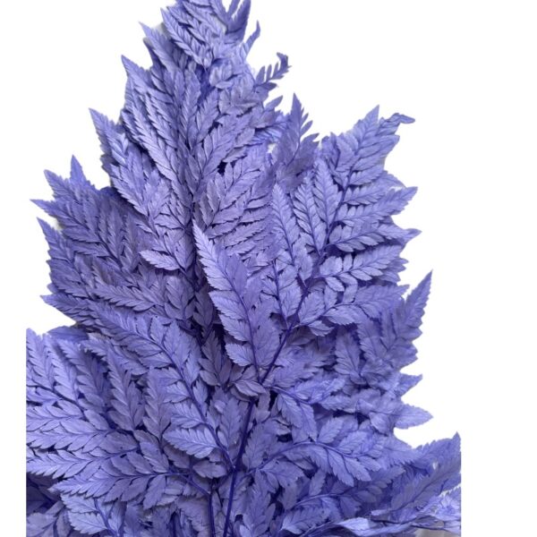 Preserved lilac Cuero fern