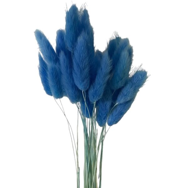 Dry shining blue Lagurus - Image 2
