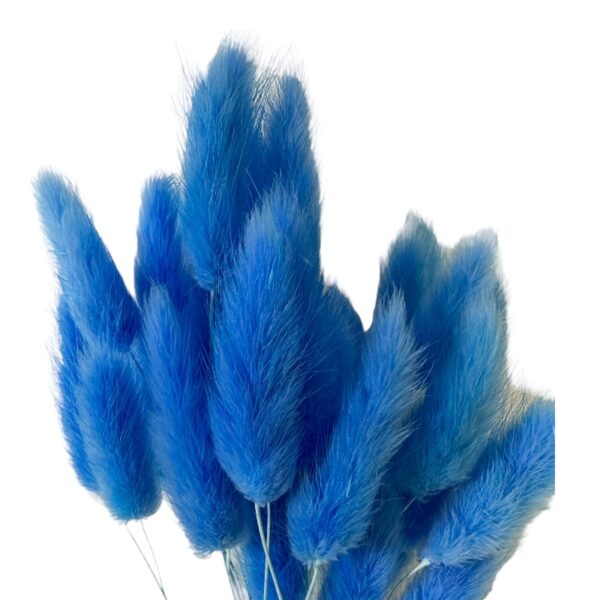 Dry shining blue Lagurus