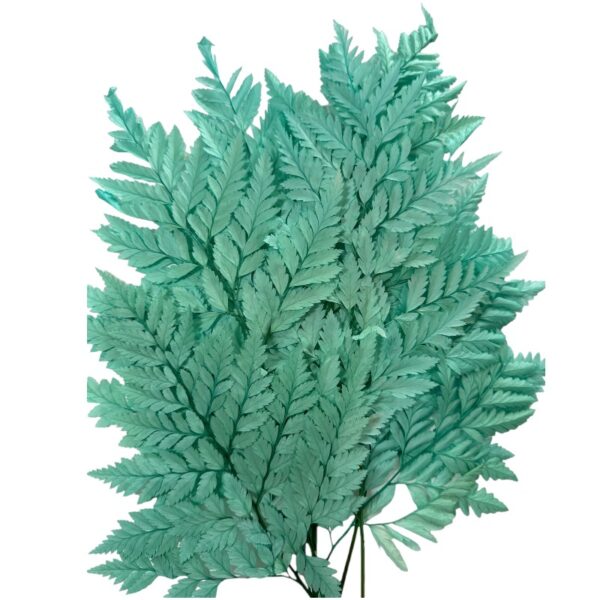 Preserved green mint Cuero fern