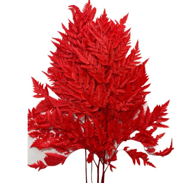 Preserved red Cuero fern - Image 2