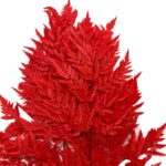 Preserved red Cuero fern