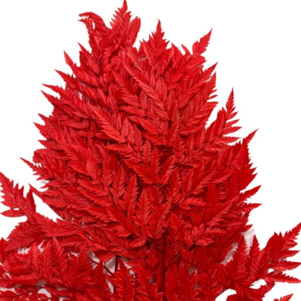Preserved red Cuero fern
