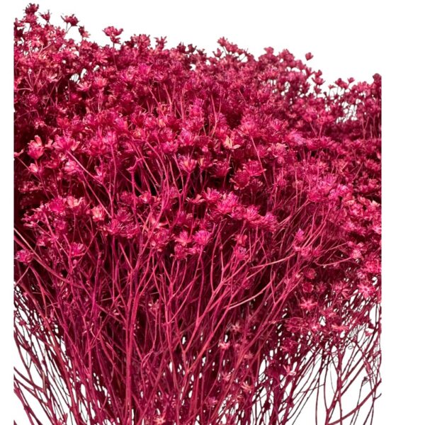 Dry wine color broom