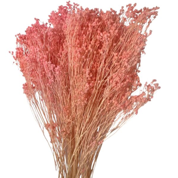 Dry light pink broom