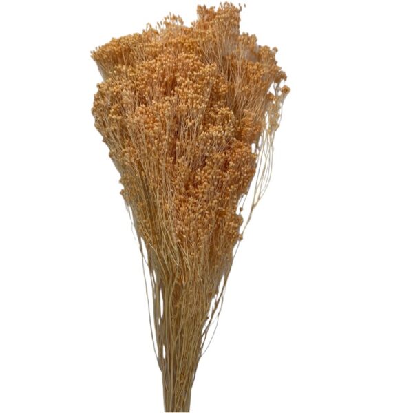 Dry light orange broom - Image 2