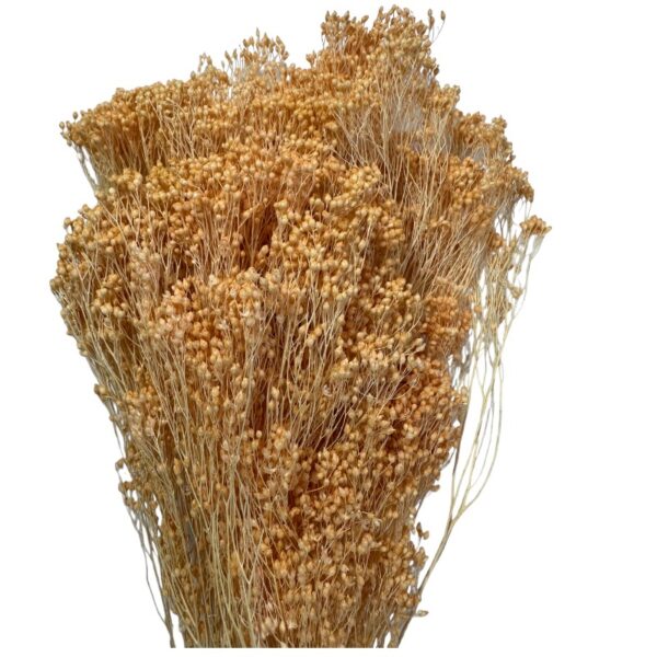 Dry light orange broom