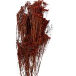 Dry dark brown broom - Image 2