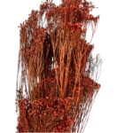 Dry dark brown broom