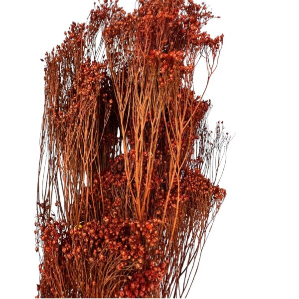 Dry dark brown broom