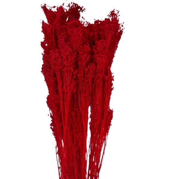 Dry red broom - Image 2