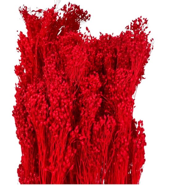 Dry red broom