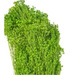 Dry pistachio green color broom