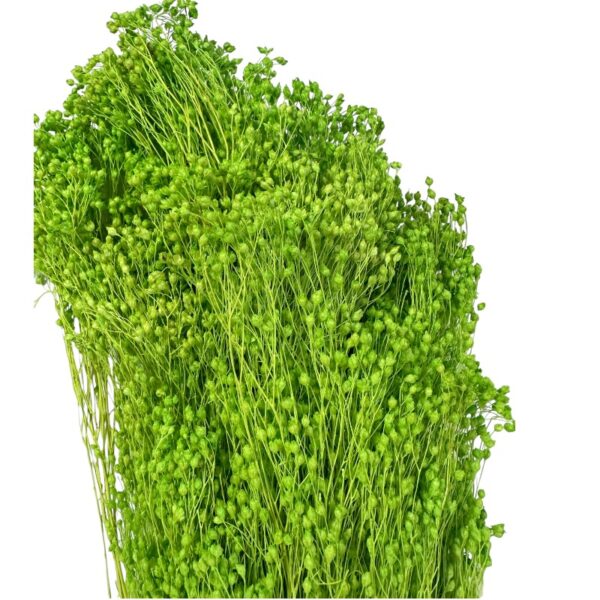 Dry pistachio green color broom