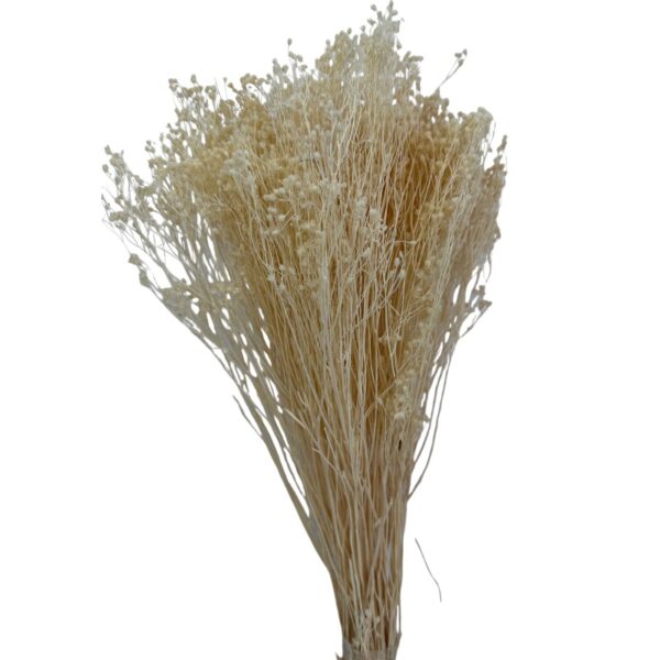 Dry white broom - Image 2