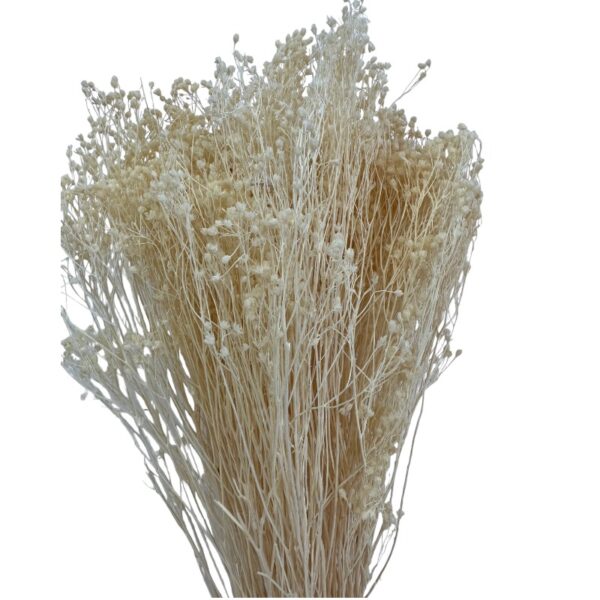 Dry white broom
